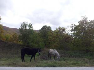 Στην περιοχή της Μακεδονίας τα άλογα βοηθούν ακόμα στις αγροτικές εργασίες(δρόμος Φλώρινας-Δροσοπηγής)